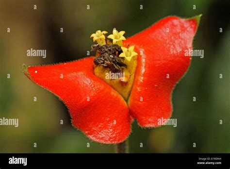 Inflorescence With Yellow Flowers And Red Bracts Stock Photo Alamy