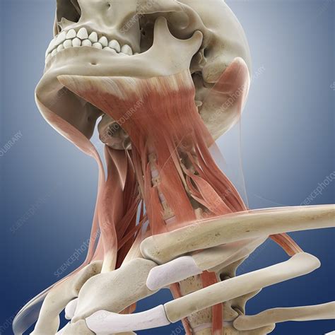 Parts Of The Neck Anatomy Part 4 Anterior And Posterior Triangles
