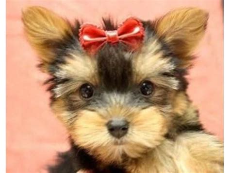 Our yorkie puppies are raised in or home and well socialize, full of love, extremely loyal, affectionate, easy to train, highly intelligent, wonderful, calm and mellow personality. Teacup Yorkie Rescue Nj