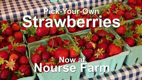 Fresh Pick-Your-Own Strawberries - Nourse Farm - Westborough TV
