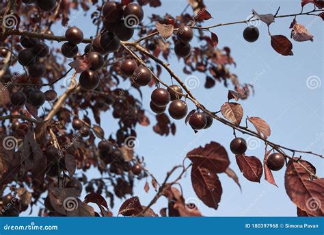 Red Fruit Of Prunus Cerasifera Nigra Tree Stock Photo Image Of Black
