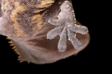 Gecko Foot Photograph By Science Photo Library Pixels