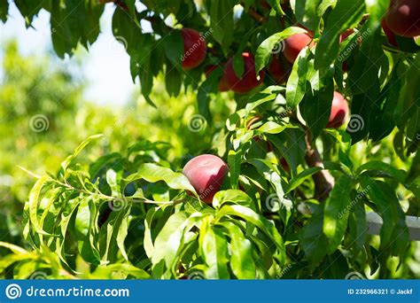 Ripe Peaches On Tree Stock Image Image Of Agronomy 232966321