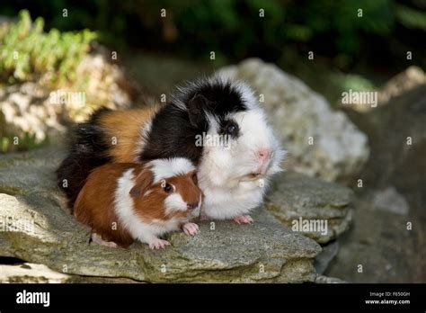 Male Guinea Pig Abyssinian Guinea Pig X Teddy Cavie A Young English