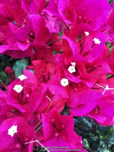 Bougainvilleas Plant Care And Collection Of Varieties