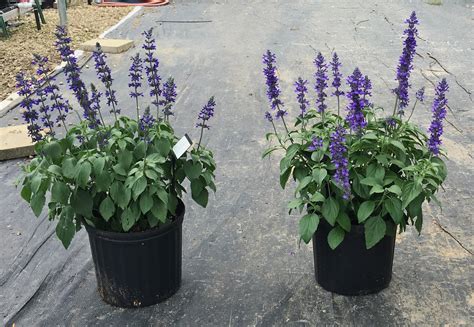 Mystic Spires Blue Salvia Latest Texas Superstar Release Agrilife Today