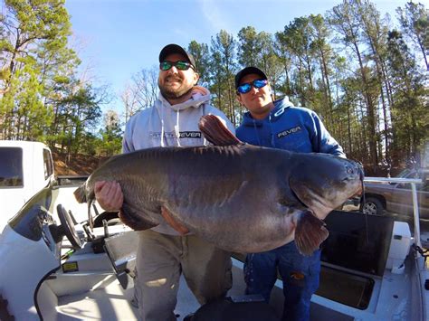International Fishing News Us Two Monster Record Blue Catfish In