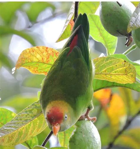 Sri Lanka Hanging Parrot Habitat Distribution Breeding Diet And Foraging
