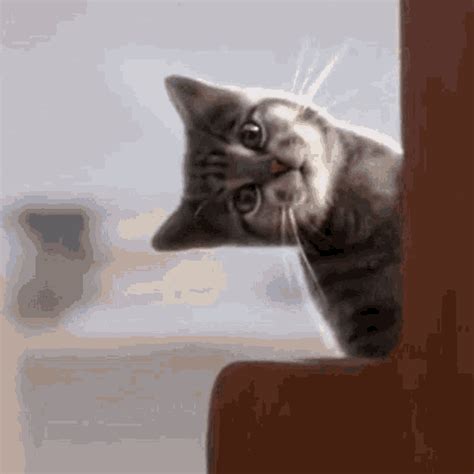 Cat Cats Gif Cat Cats Catlovers Gif
