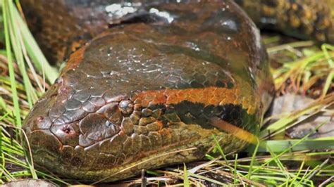 Giants Of The Amazon Weighing Up To 550 Pounds And Reaching A Size Of