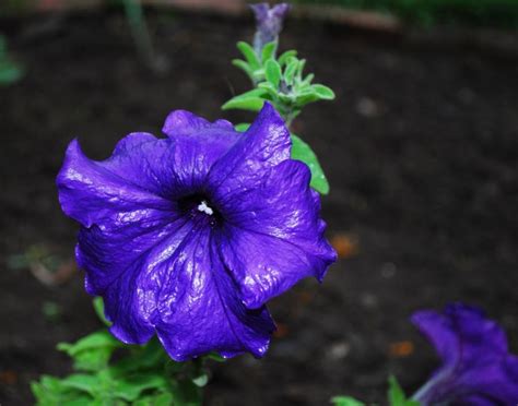 One of the most popular types of purple flowers, petunias look wonderful in hanging baskets too. Purple flowers names and photos