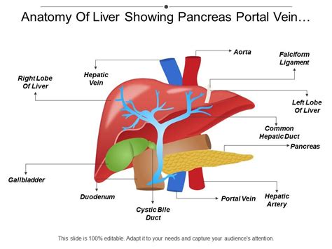 Liver Vessels Diagram Challenges In Automatic Liver Vessel Labeling
