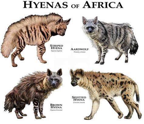 Hyenas Of Africa Hyena Brown Hyena Animals Wild
