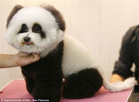 Why Do I Panda To My Owner Glum Looking Dog Is Groomed To Look Like A