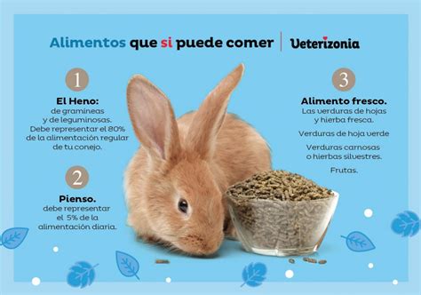 Alimentación En Conejos Qué Debe Comer Y Que No Veterizonia