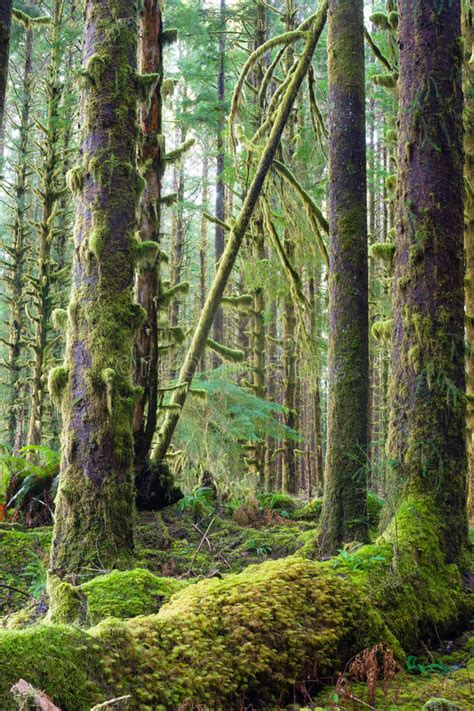 Cedar Trees Deep Forest Green Moss Covered Growth Hoh Rainforest Stock