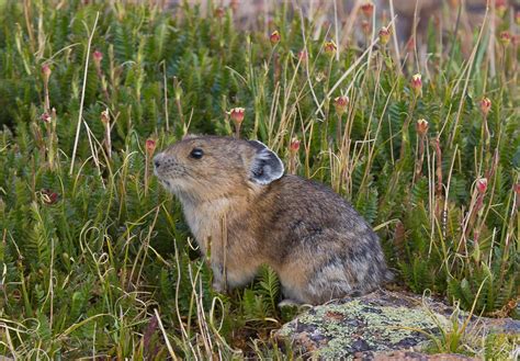 Pika Survival Rates Dry Up With Low Moisture The Ecological Society