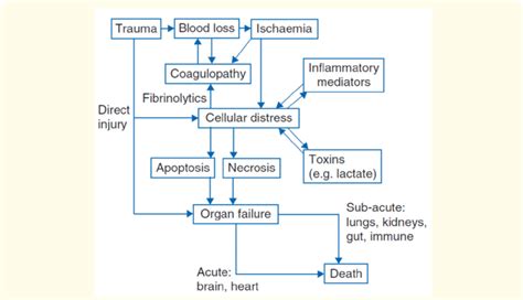 The Pathophysiology Of Hemorrhagic Shock Download Scientific Diagram