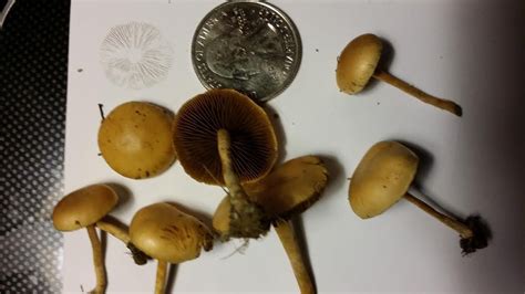 Magic Mushrooms Of The Pacific Northwest All Mushroom Info