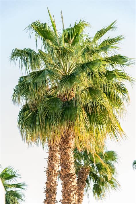 A Lot Of Big Green African Palm Tree Against The Blue Sky Stock Image