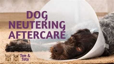 Dog Neutering Aftercare Tom And Toto Pet Care Ltd