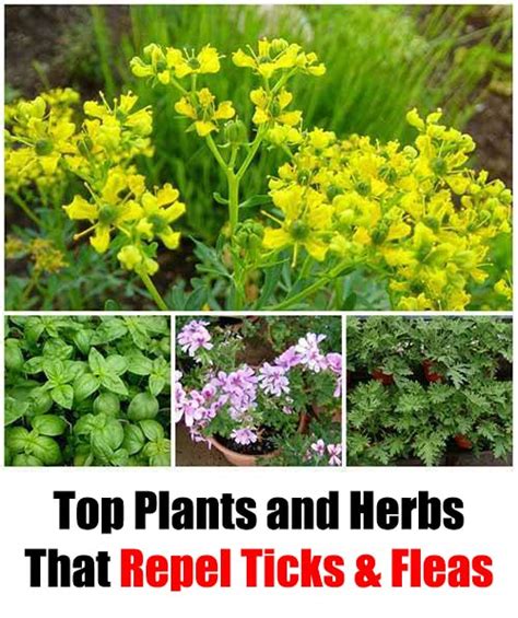 Top Plants and Herbs That Repel Ticks & Fleas - Home Garden DIY