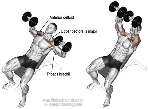 Incline Dumbbell Bench Press Instructions And Video Weighttrainingguide Chest Workouts