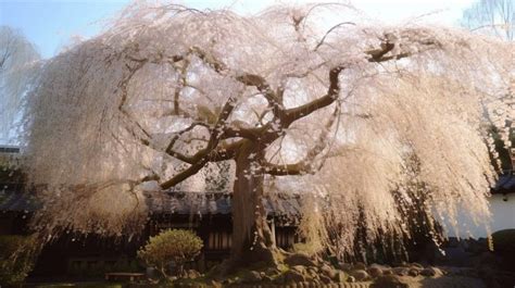 How To Prune A Weeping Cherry Future Tree Health