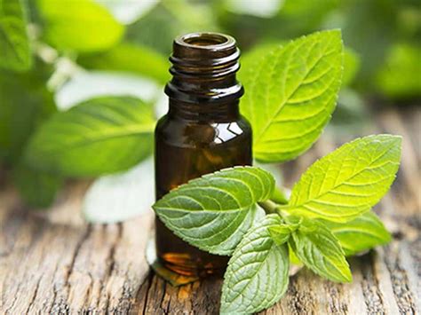Top Uses For Peppermint Essential Oil