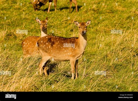 Sika Deer Females Stock Photo Alamy