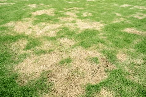 What Causes Brown Patches On Lawns Ng Turf