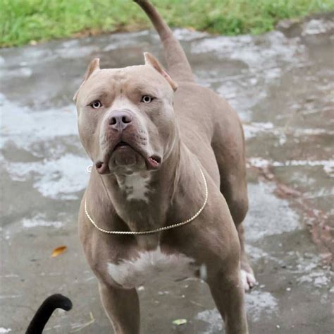 Pin On American Staffordshire Terrier Amstaff Pit Bull
