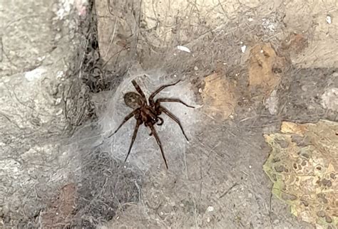 Spider That Makes A Funnel Web Spotted In Okanagan But What Kind Of