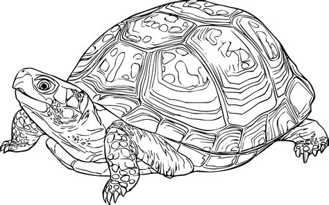 Box Turtle Drawing At Getdrawings Free Download