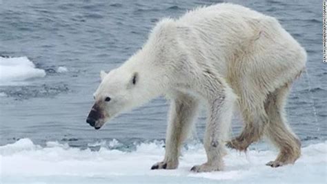 Emaciated Polar Bear Whats To Blame Cnn Video