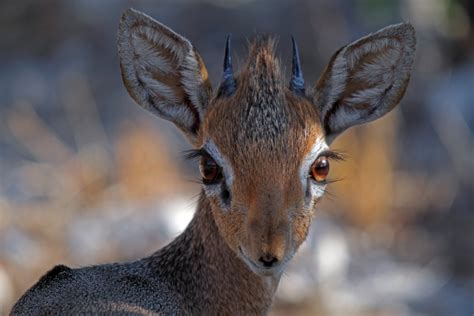 Dik Dik Animal Interesting Facts About The Smallest African Antelope