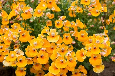 The Best Annuals For Those Shady Spots In Your Backyard Artofit