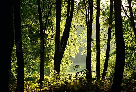 Sunlight Filtering Through The Trees In Stock Image Colourbox