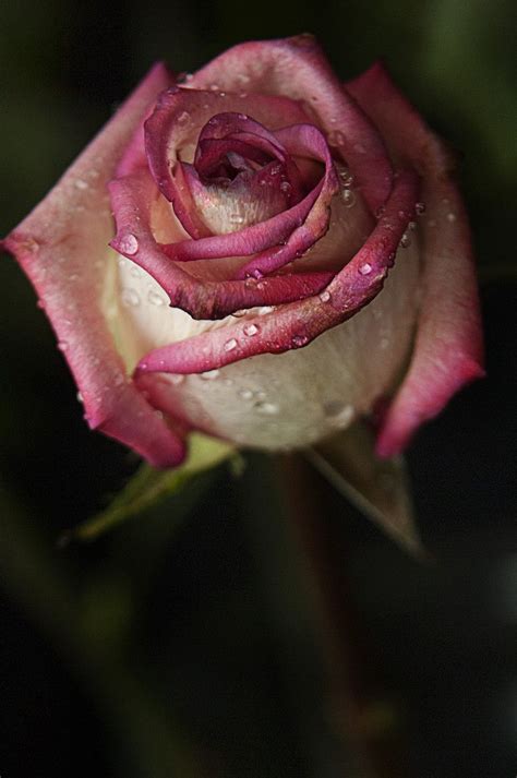 Rose With Raindrops Beautiful Flowers Beautiful Roses Flower Beauty