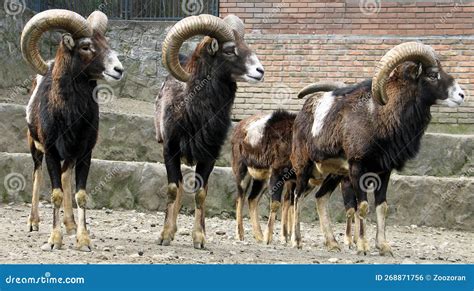 European Mouflon Ovis Aries Musimon Stock Photo Image Of Europe