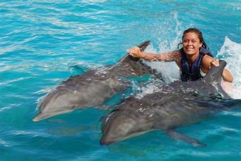 Sea Life Park Royal Dolphin Swim Swim With Dolphins