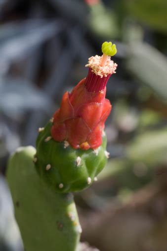 Find over 100+ of the best free prickly pear cactus images. Prickly Pear Cactus Flower Pistil And Stamen Closeup Stock ...