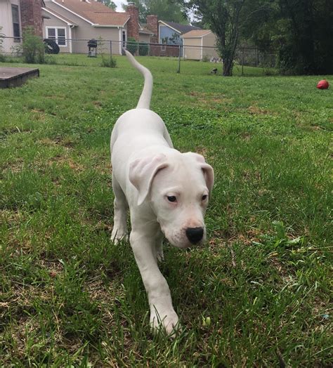 Find a dogo argentino puppy from reputable breeders near you and nationwide. Argentine Dogo Puppies For Sale | Jacksonville, NC #275936