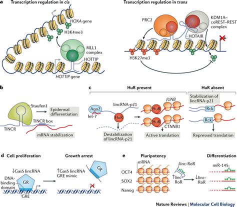 The Functions And Unique Features Of Long Intergenic Non Coding Rna