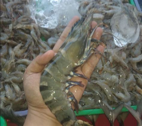 Udang Windu Besar Segar Fresh 500gr Marketplace Pusat Jual Beli Ikan