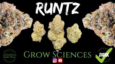 Runtz Strain Review Grow Sciences Cannapedia Youtube
