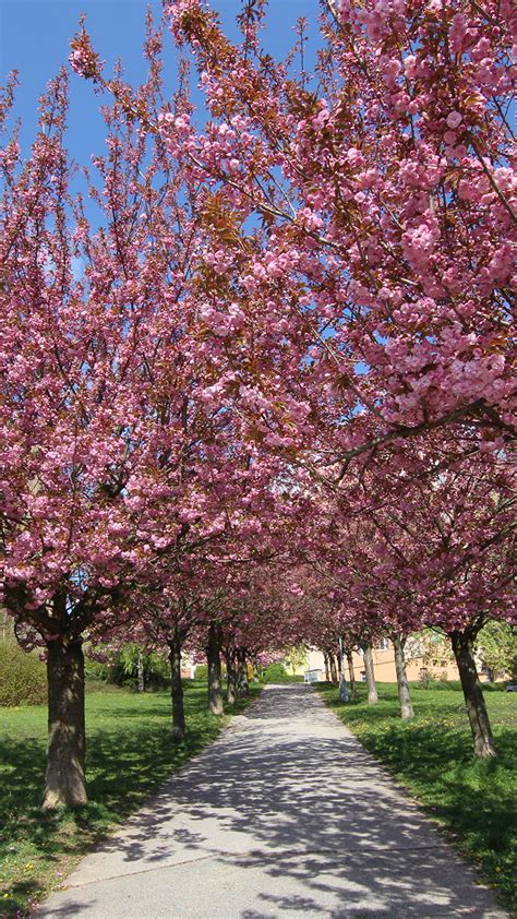 Fonds Decran 1080x1920 Saison Printemps La Floraison Des Arbres Sakura
