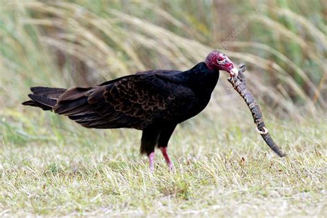 Turkey Vulture Eating Snake Stock Image Z8320223 Science Photo