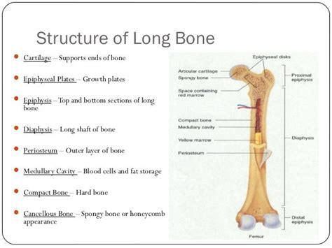 Structure Of Long Bone
