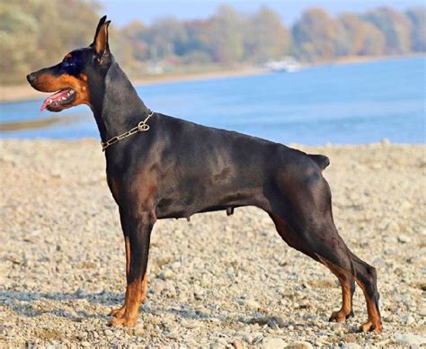 We pair doberman pinscher breeders with people like you! Doberman Dog Manufacturer in Pune Maharashtra India by ...